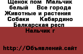 Щенок пом. Мальчик белый  - Все города Животные и растения » Собаки   . Кабардино-Балкарская респ.,Нальчик г.